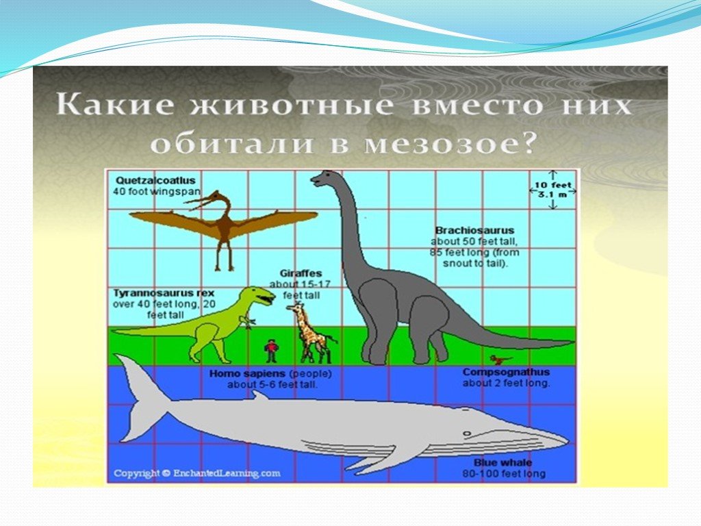 Развитие жизни на земле презентация доклад Тиранозавр. Quetzalcoatlus Wingspan. Развитие жизни на земле презентация 9 класс