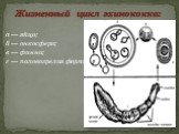 Жизненный цикл эхинококка: а — яйцо; б — онкосфера; в — финна; г — половозрелая форма