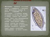 Шистосомы (кровяные сосальщики) обитают и спариваются в венозной крови [Schistosoma mansoni, S. japonica — в брыжейке; S. haematobium — в мочевом пузыре). Безвредны до тех пор, пока их яйца не попадут в печень или мочевой пузырь. После этого опосредованные Т-клетками гранулёматозные реакции могут вы