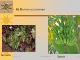 Б) Вечнозелеными Бегония Банан