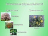 Отдел Покрытосеменные (цветковые) растения Слайд: 8
