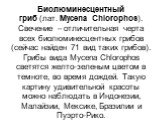 Биолюминесцентный гриб (лат. Mycena Chlorophos). Свечение – отличительная черта всех биолюминесцентных грибов (сейчас найден 71 вид таких грибов). Грибы вида Mycena Chlorophos светятся желто-зеленым цветом в темноте, во время дождей. Такую картину удивительной красоты можно наблюдать в Индонезии, Ма