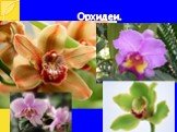 Орхидеи.
