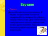 Евразия. Гавиал. Дальний родственник крокодилу. В Индии эта рептилия считается священной и посвящена богу Вишну, творцу и богу воды. Для человека он совершенно не опасен, рядом с ним можно даже спокойно плавать. Питается рыбой и мелкими животными.