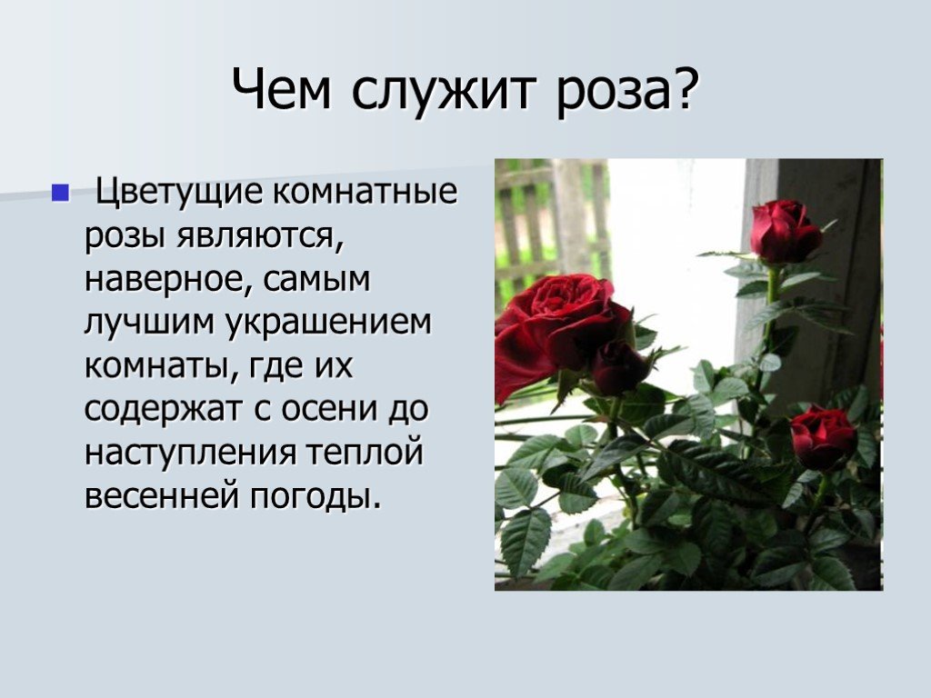Текст розочка. Сочинение о цветке Розе небольшое. Описание цветка розы. Писание про цветок розу. Рассказ о домашней Розе.