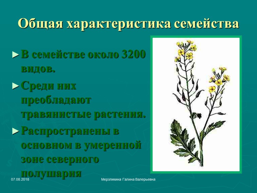 Признаки крестоцветных растений. Семейство капустные описание. Биологические особенности семейства крестоцветных. Характеристика растений семейства крестоцветные. Крестоцветные характеристика.