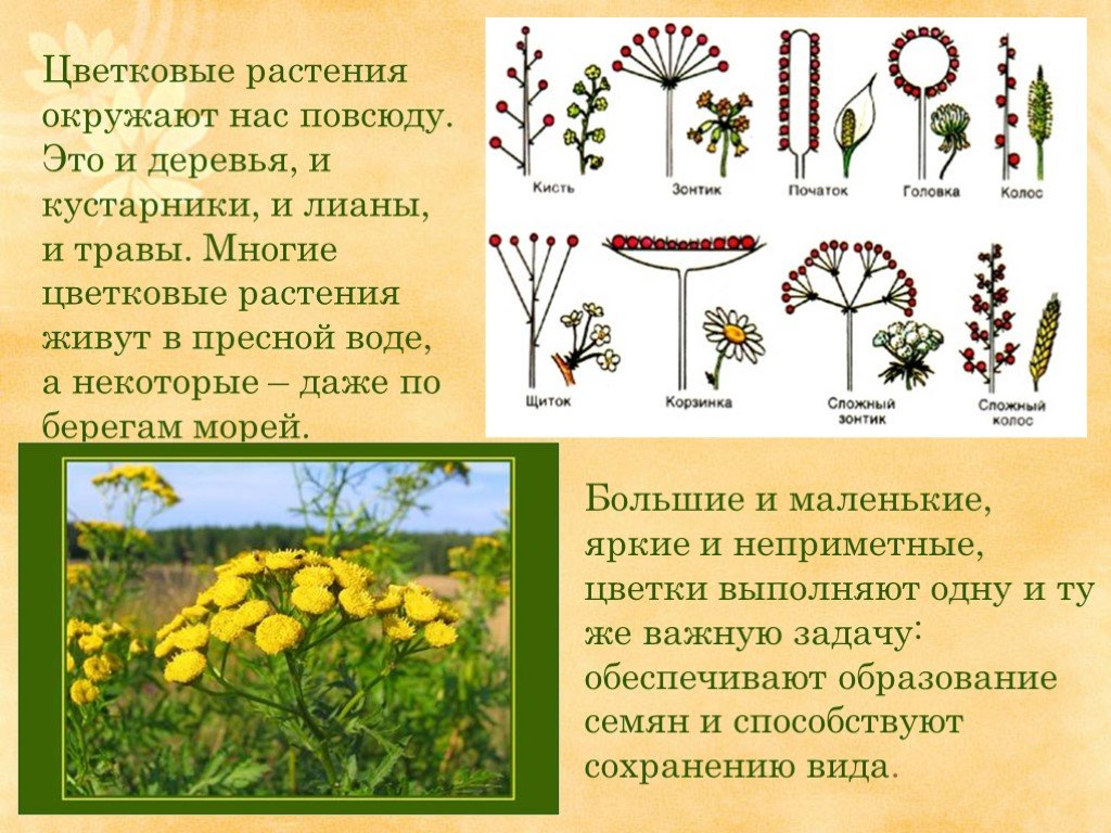 Значение в нашей жизни окружающий мир. Разнообразие цветковых растений. Цветковые растения разнообразие. Цветковые растения окружающий мир. Описание цветковых растений.