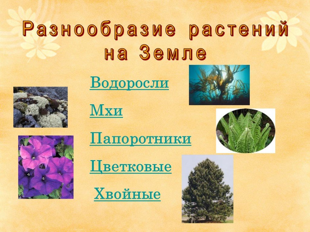 Презентация мир растений окружающий мир 3 класс. Разнообразие растений. Многообразие растений на земле. Разнообразные растения на земле. Разнообразие мира растений.
