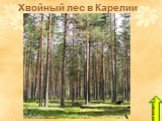 Хвойный лес в Карелии