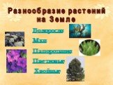 Разнообразие растений мира Слайд: 28