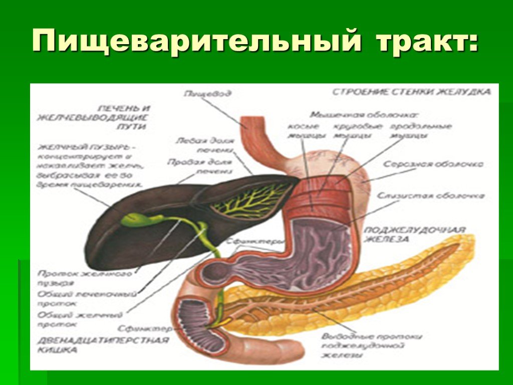 Пищеварительные железы ткани. Пищеварительные железы пищеварительного тракта. Укажите органы и пищеварительные железы пищеварительного тракта. К пищеварительному тракту относят. Система пищеварения тракта.