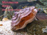 Моллюски Класс Двустворчатые. Шульжик Александра 7 «А» класс