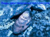 Виды двустворчатых моллюсков