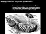 Передвижение морских гребешков. Есть и подвижные двустворки –моллюск гребешок способен прыгать по дну, резко захлопывая створки и выталкивая воду из раковины. Некоторые моллюски могут даже отталкиваться от субстрата ногой.