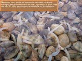 Поскольку двустворчатые моллюски получают питание и кислород для дыхания только из воды, сухопутных форм среди них нет. На суше двустворчатые моллюски не встречаются.