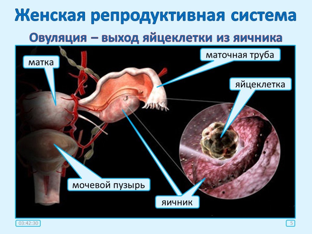 Репродуктивная система 8 класс. Репродуктивная система. Женская репродуктивная система. Яйцеклетка в маточной трубе. Строение матки и яйцеклетки.