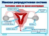 Состояние матки во время менструации. стенка матки. отторгаемая слизистая оболочка матки. влагалище шейка матки. кровь + отторгнутая слизистая оболочка матки
