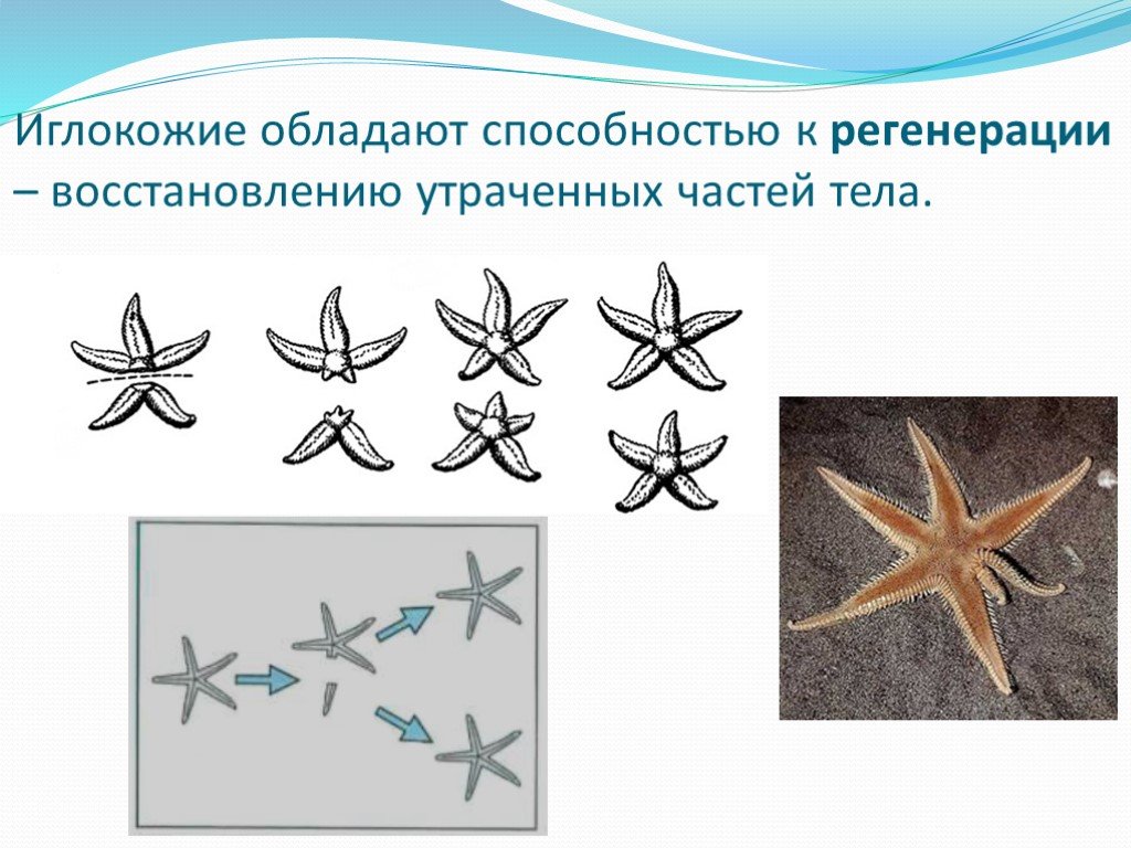 Половое размножение морской звезды. Тип иглокожие морские звезды. Размножение иглокожих схема. Личинки иглокожих. Класс морские звезды размножение.
