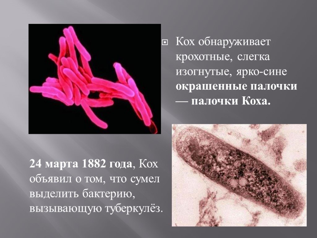 Заболевание туберкулез вызывают бактерии. Палочки – микобактерия туберкулеза. Палочка Коха Mycobacterium tuberculosis.