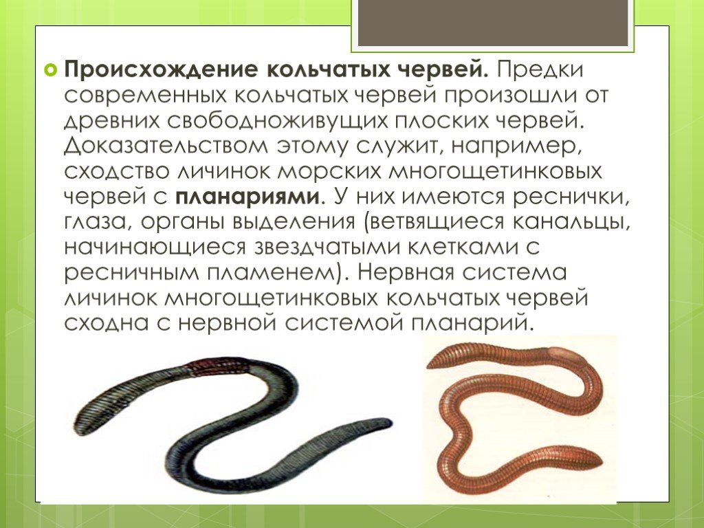 Кольчатые черви группа организмов. Древних свободноживущих плоских червей. Происхождение кольчатых червей 7 класс. Происхождение кольчатых червей 7 класс биология. Типы червей плоские круглые кольчатые.