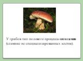 У грибов тип полового процесса-зигогамия (слияние не специализированных клеток).