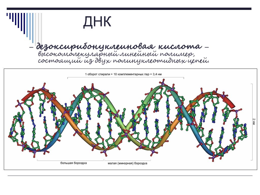 Известно что комплементарные цепи нуклеиновых. Полимер состоящий из двух полинуклеотидных цепей. Малая бороздка ДНК. Нуклеиновые кислоты являются линейными полимерами. Структура ДНК полимер состоящий из двух цепей.