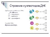 Строение нуклеотидов ДНК. Азотистые онования ДНК: А-аденин Т- тимин, Г- гуанин Ц- цитозин Углевод ДНК: дезоксирибоза.