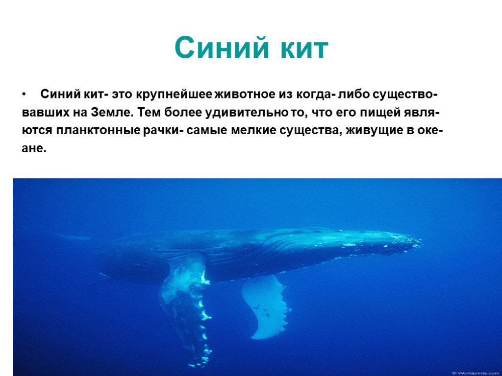 Рассказ про синего. Синий кит рассказ. Рассказ про кита. Презентация на тему киты. Синий кит описание.