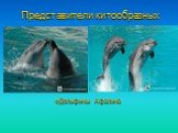 Дельфины Афалина