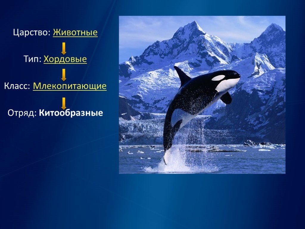 Презентация на тему китообразные 7 класс по биологии