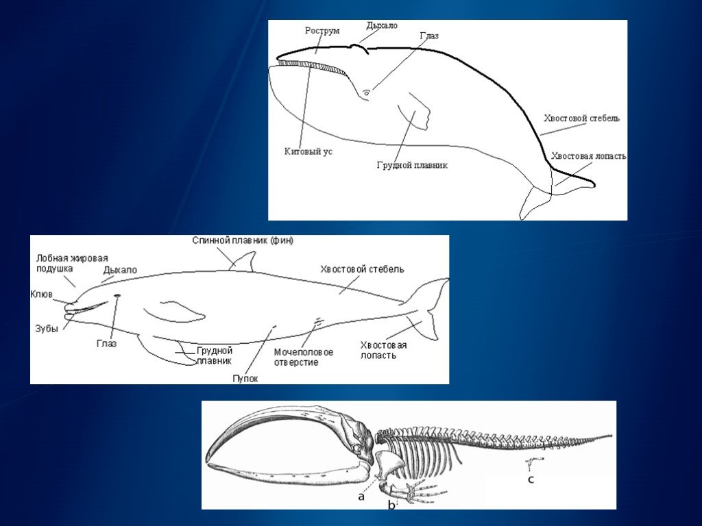 Презентация про китообразных по биологии 7 класс