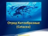 Отряд Китообразные (Cetacea). http://prezentacija.biz/