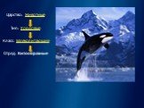 Царство: Животные Тип: Хордовые Класс: Млекопитающие Отряд: Китообразные