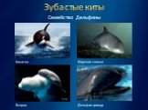 Семейство Дельфины. Косатка Морская свинья Белуха Дельфин гринда