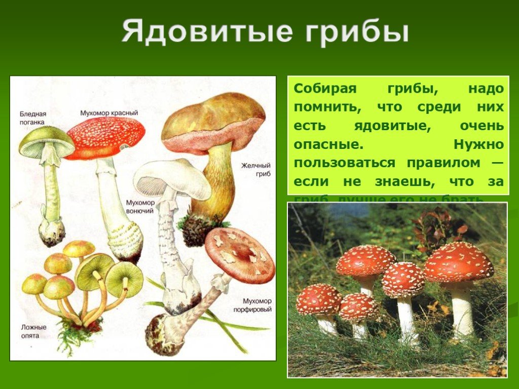 Ядовитые грибы ядовитые растения 4 класс 21 век презентация