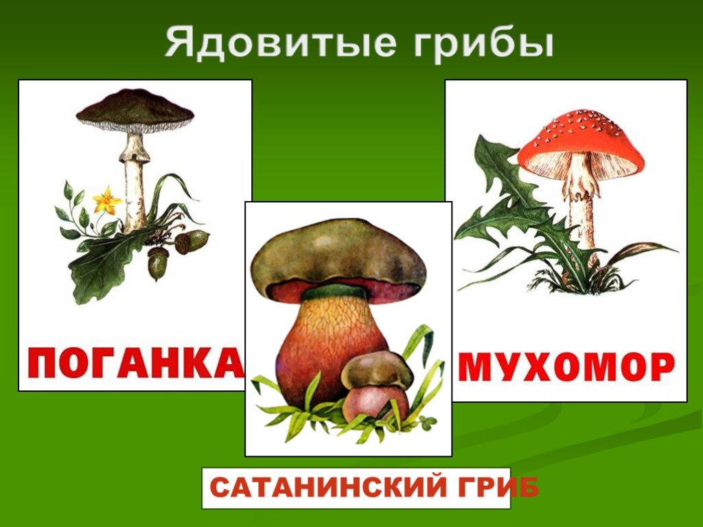 Лесные опасности для человека. Лесные опасности ядовитые грибы. Ядовитые растения и грибы. Ядовитые грибы для человека. Ядовитые грибы растения и животные.