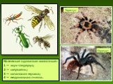Наземные ядовитые животные: 1 — жук-педерус; 2 — шершень; 3 — шпанская мушка; 4 — медоносная пчела. Каракурт Тарантул