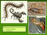 Наземные ядовитые животные: 1 — сколопендра; 2 — скорпион.