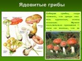 Собирая грибы, надо помнить, что среди них есть ядовитые, очень опасные. Нужно пользоваться правилом — если не знаешь, что за гриб, лучше его не брать.