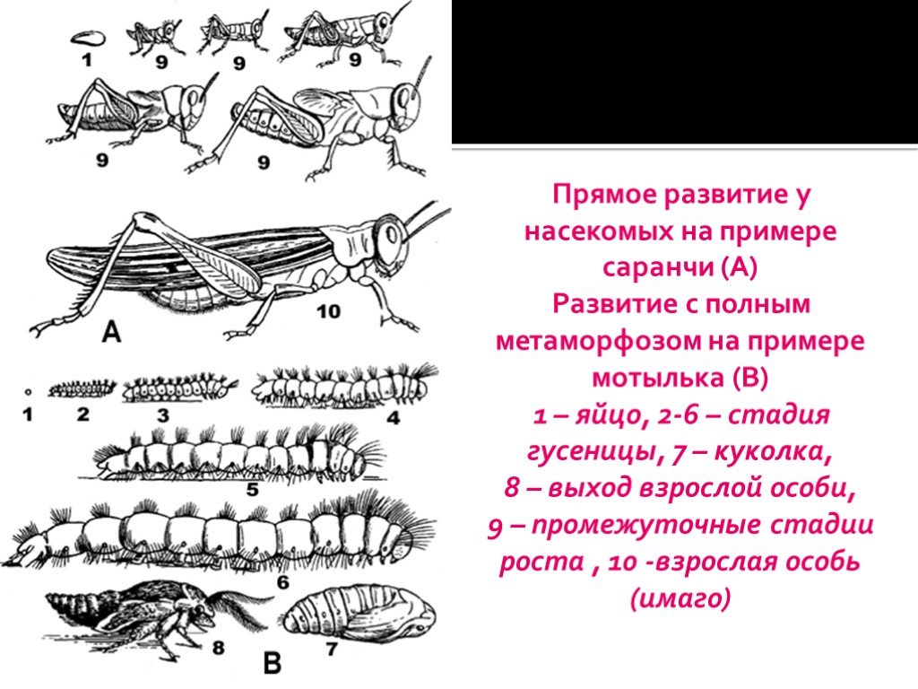 Какой тип развития характерен для саранчи. Цикл развития саранчи схема. Пример развития на примере насекомых. Этапы развития саранчи. Развитие с неполным превращением у саранчи.