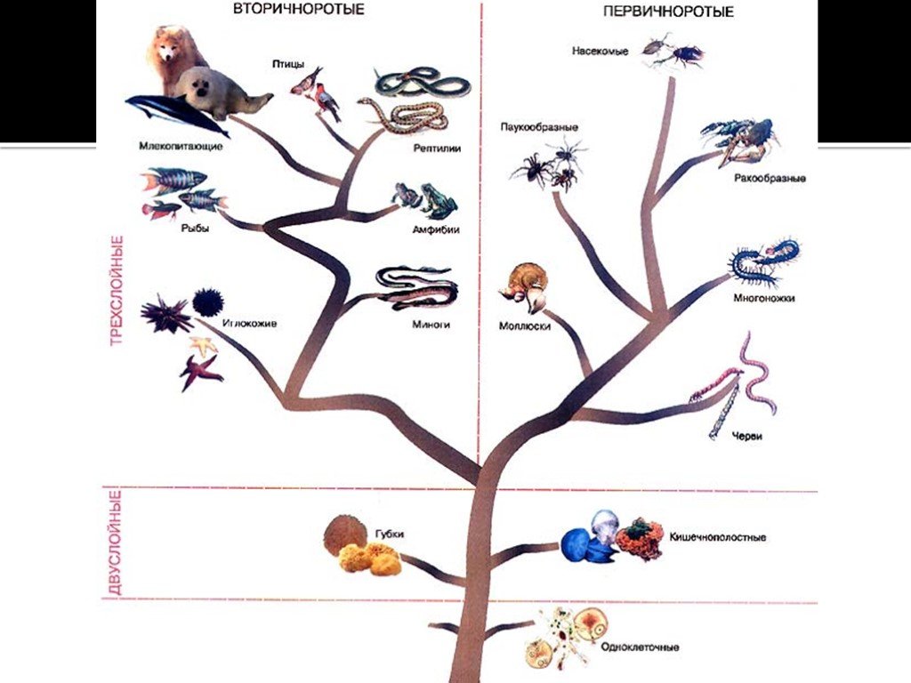 Этапы развития живого организма. Этапы эволюции животных. Эволюционное дерево.