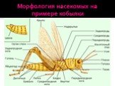 Морфология насекомых на примере кобылки