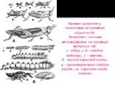 Прямое развитие у насекомых на примере саранчи (А) Развитие с полным метаморфозом на примере мотылька (В) 1 – яйцо, 2-6 – стадия гусеницы, 7 – куколка, 8 – выход взрослой особи, 9 – промежуточные стадии роста , 10 -взрослая особь (имаго)