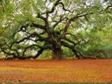 Де́рево — типичная форма деревянистых растений, имеющих ствол, из древесины с лиственной кроной.
