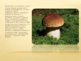 Бе́лый гриб, или боровик — гриб из рода Боровик.Белый гриб широко распространён на всех материках, кроме Австралии.Сезон: в северном умеренном климате — с середины июня по конец сентября, наиболее массовый сбор — во второй половине августа. Часто кратковременно появляется в конце мая, в более тёплых
