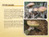 Описание. Белый гриб - мечта любого грибника. Это самый ценный из шляпочных грибов в пищевом отношении. В России существует несколько форм белого гриба, которые выделяются в зависимости от места произрастания. Шляпка у белых грибов подушковидно-округлая, ножка сначала имеет вид клубня, а затем вытяг