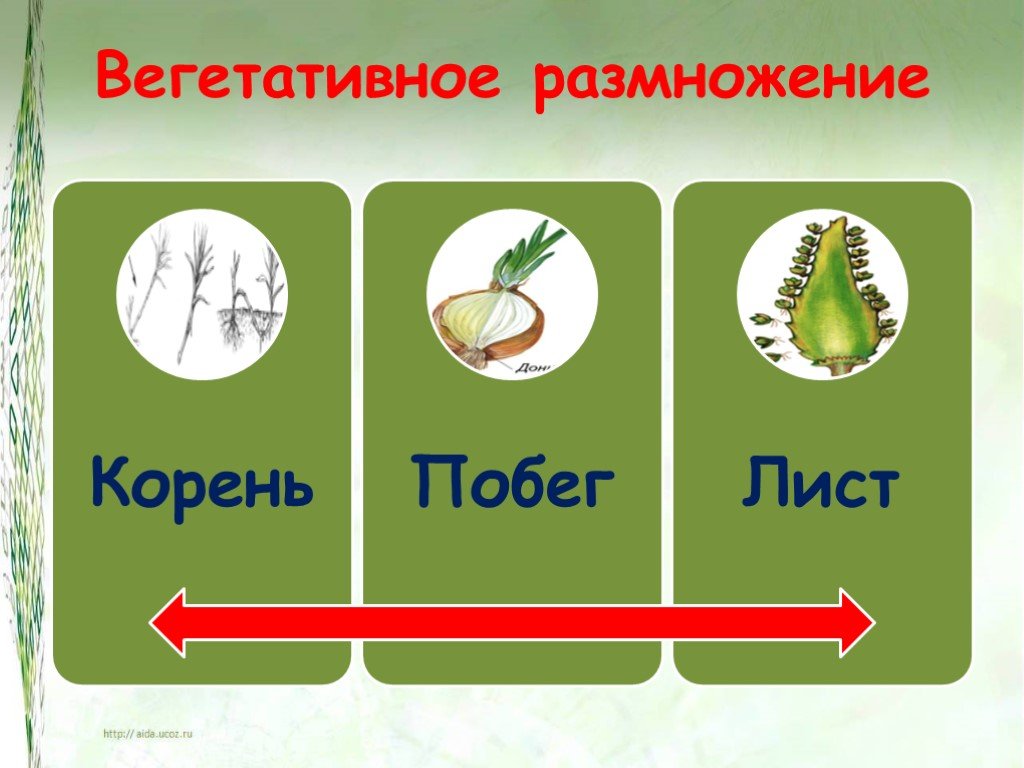 Какая наука изучает процесс размножения растений. Вегетативное размножение. Вегетьативноеразмножение. Способы вегетативного размножения. Способы вегетативного размножения растений.