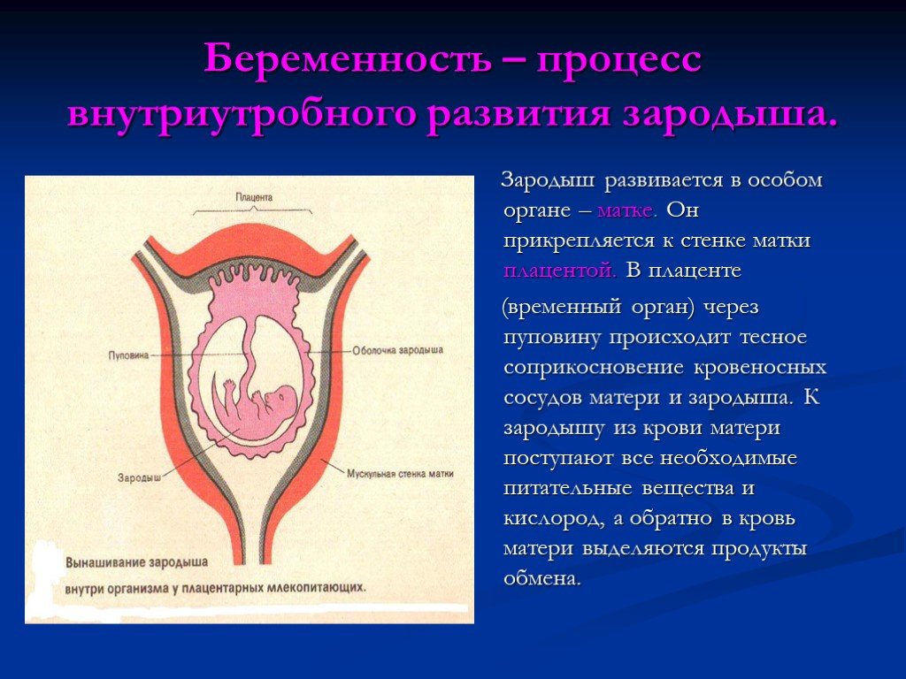 Развитие матки человека. Прикрепление зародыша к стенке матки. Внутриутробное развитие. Процессы происходящие в матке.