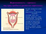 Беременность – процесс внутриутробного развития зародыша. Зародыш развивается в особом органе – матке. Он прикрепляется к стенке матки плацентой. В плаценте (временный орган) через пуповину происходит тесное соприкосновение кровеносных сосудов матери и зародыша. К зародышу из крови матери поступают 