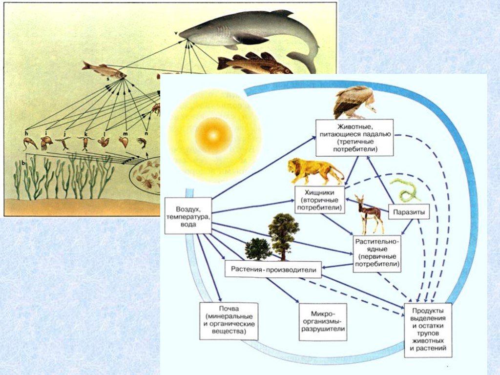 Как происходит взаимосвязь в природе. Отличия понятий «пищевая цепь» и «пищевая сеть».. Цепочка биологического круговорота веществ в природе. Схема трофической сети экосистемы. Цепь питания .круговорот веществ в природных сообществах.